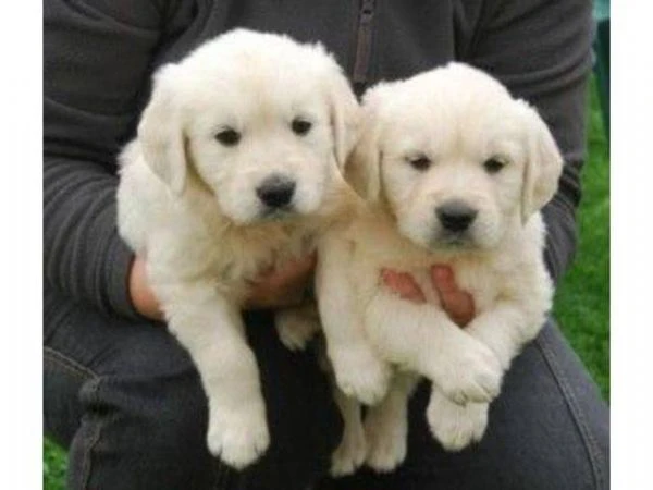 cuccioli di golden retriever bianchi