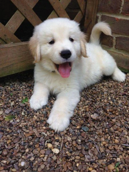 bellissimi cuccioli di golden | Foto 0