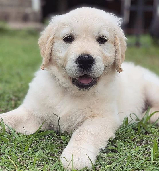 cuccioli maschi di golden retriever | Foto 0