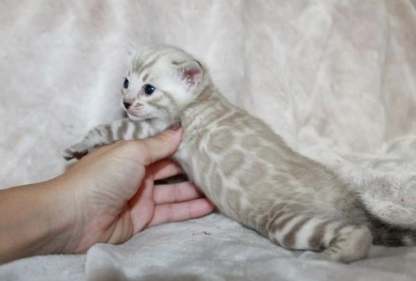 splendidi cuccioli del bengala  | Foto 3