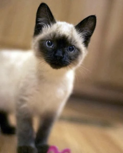 splendidi cuccioli di siamese thai  | Foto 6