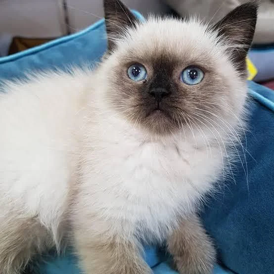 splendidi cuccioli di siamese thai  | Foto 1