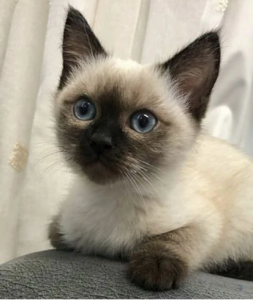 splendidi cuccioli di siamese thai 