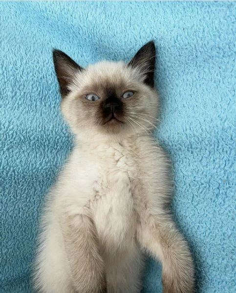 splendidi cuccioli di siamese thai  | Foto 0