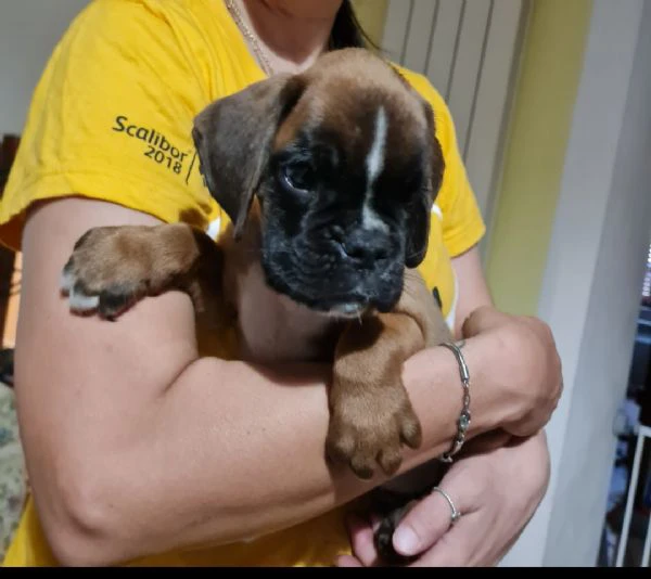 cuccioli di boxer  | Foto 1