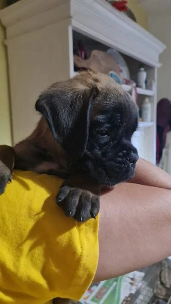 cuccioli di boxer  | Foto 0