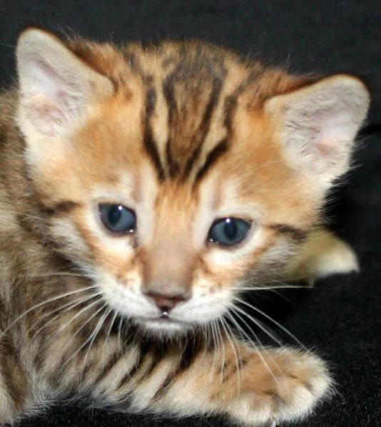 cuccioli di gatti bengala