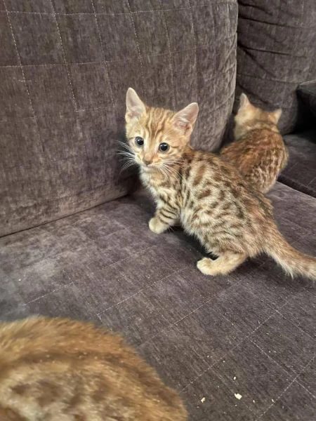 disponibile bengala brown spotted tabby