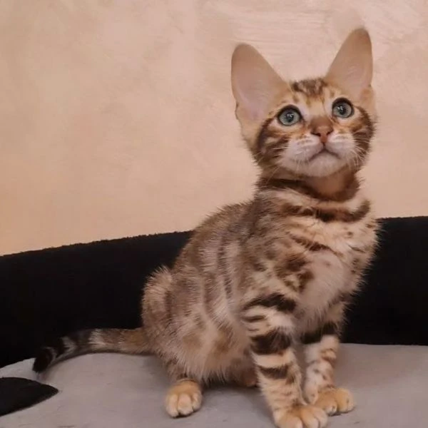 bengal cuccioli disponibili