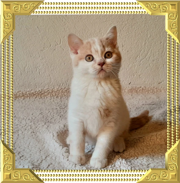 british shorthair  | Foto 5