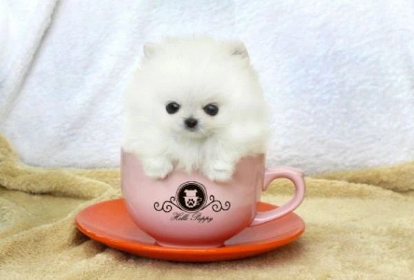 pomerania cucciolo -  