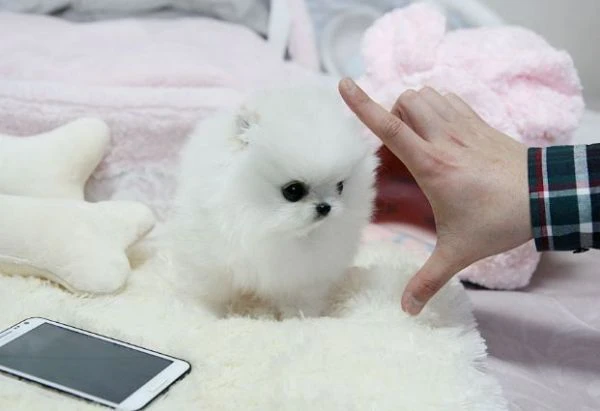 cuccioli di pomerania super soffici e coccolosi