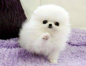 cuccioli di pomerania pronti per nuove case | Foto 0