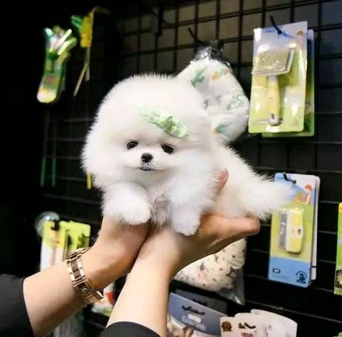 bellissimi cuccioli di pomerania