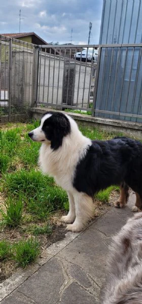 australian sheperd 