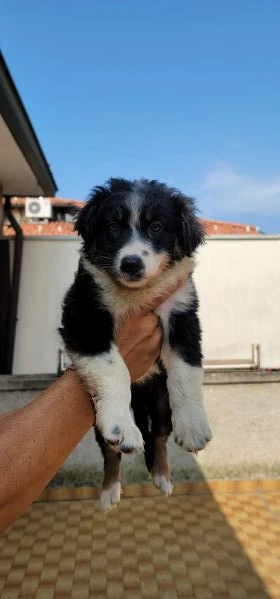 australian sheperd  | Foto 5