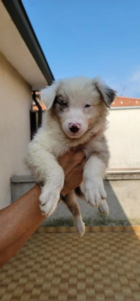 australian sheperd  | Foto 4