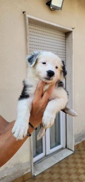 australian sheperd  | Foto 3