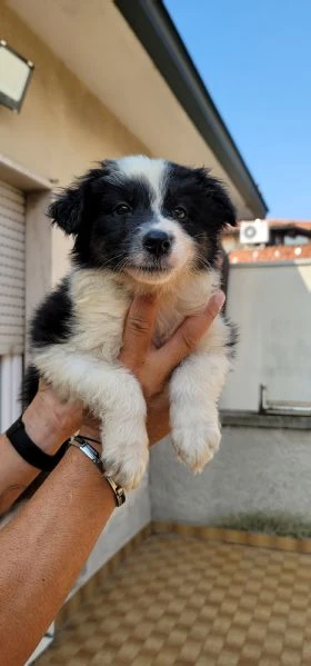 australian sheperd  | Foto 2