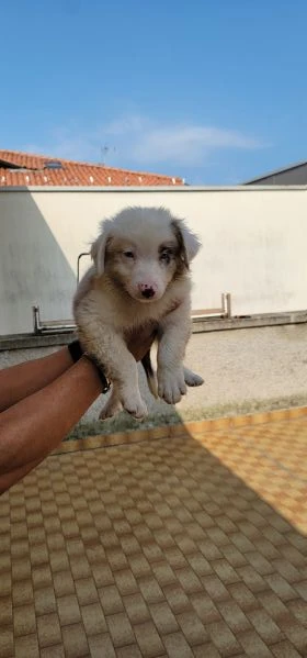 australian sheperd  | Foto 1