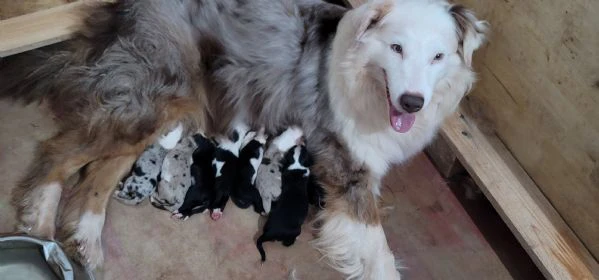 australian sheperd  | Foto 0