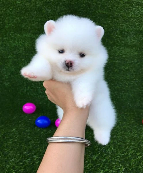 bellissimi cuccioli di pomerania