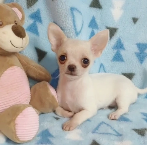 bellissimi cuccioli di chihuahua