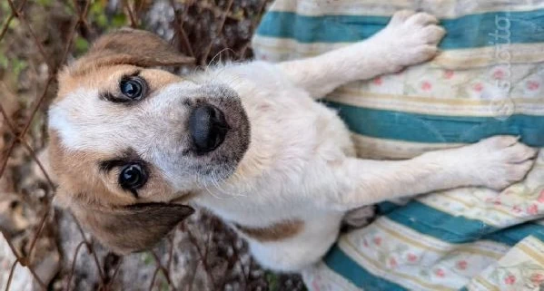 adozione meravigliosi cuccioli in canile | Foto 3