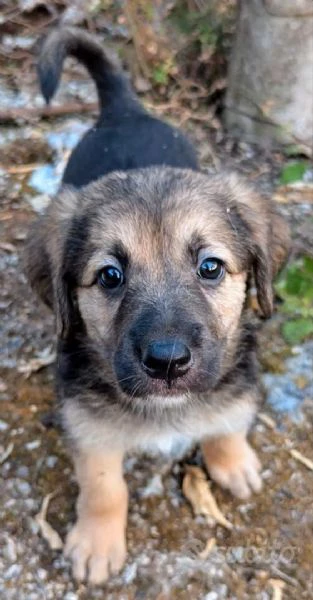 adozione meravigliosi cuccioli in canile | Foto 2