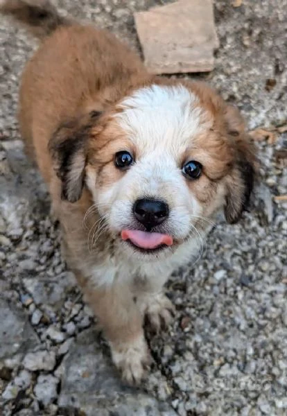 adozione meravigliosi cuccioli in canile | Foto 1