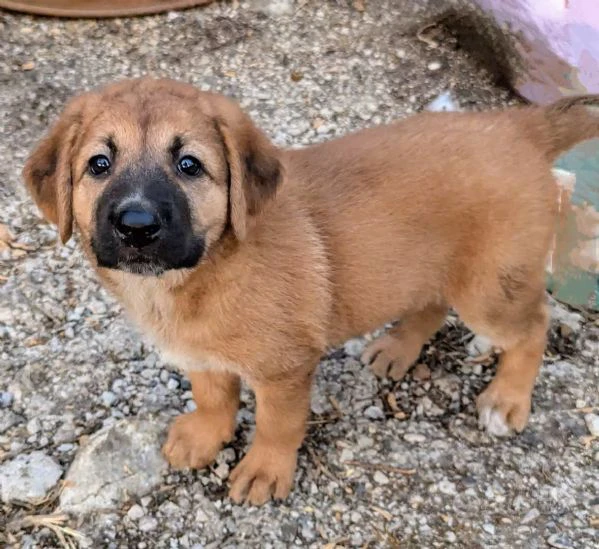 adozione meravigliosi cuccioli in canile | Foto 0