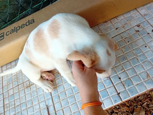 cuccioli di beagle di tre mesi