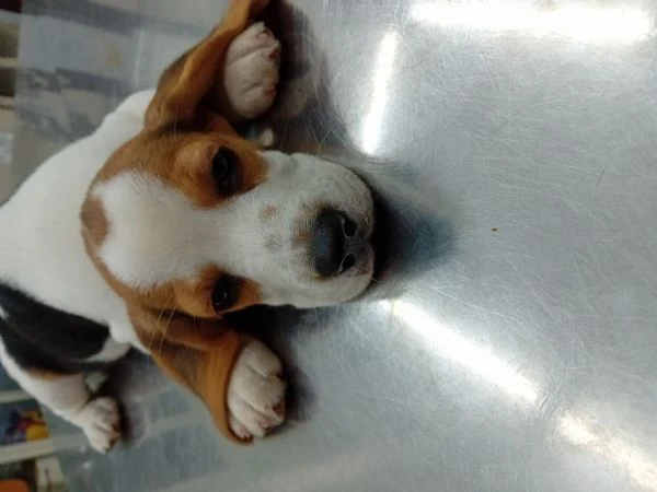 cuccioli di beagle di tre mesi | Foto 4