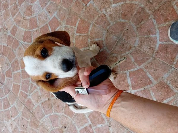 cuccioli di beagle di tre mesi | Foto 2