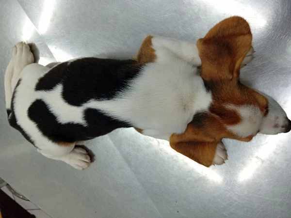 cuccioli di beagle di tre mesi | Foto 1