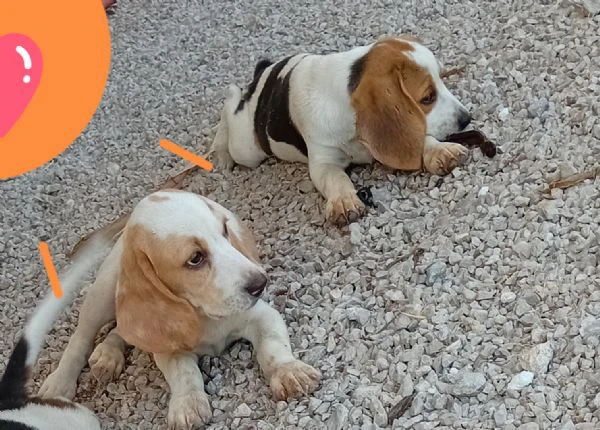 cuccioli di beagle di tre mesi | Foto 0