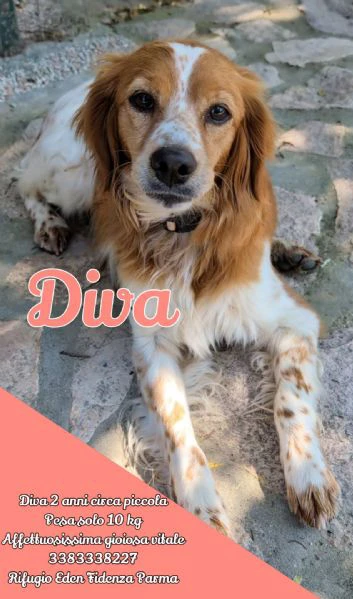 diva giovanissima mix breton cerca casa  | Foto 2