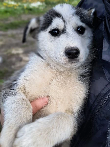 hachi splendido cucciolo di 3 mesi cerca casa