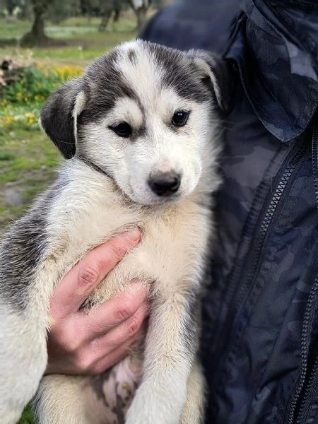 hachi splendido cucciolo di 3 mesi cerca casa | Foto 3