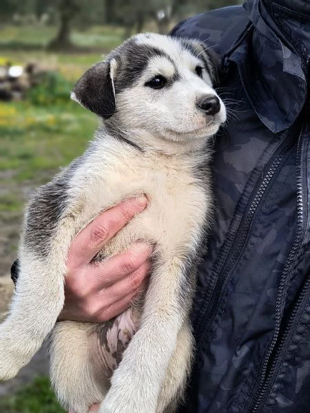 hachi splendido cucciolo di 3 mesi cerca casa | Foto 2