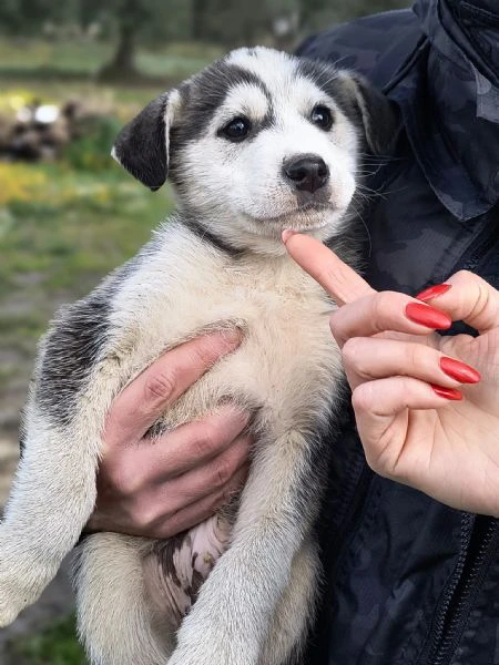 hachi splendido cucciolo di 3 mesi cerca casa | Foto 1