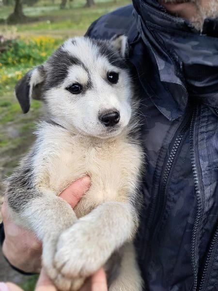 hachi splendido cucciolo di 3 mesi cerca casa | Foto 0