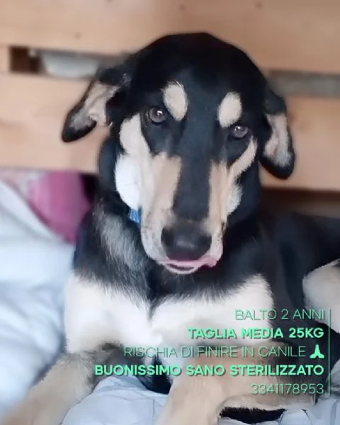 balto giovane mix segugio di 2 anni cerca casa adozione urgente rischia il canile | Foto 3