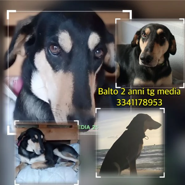 balto giovane mix segugio di 2 anni cerca casa adozione urgente rischia il canile | Foto 1