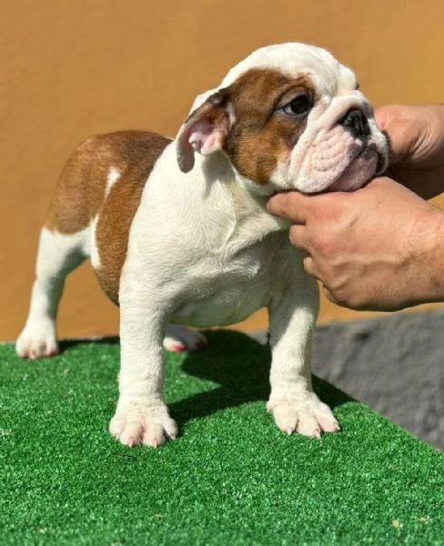 bulldog inglese  | Foto 4