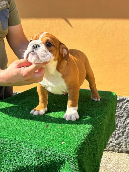 bulldog inglese  | Foto 2