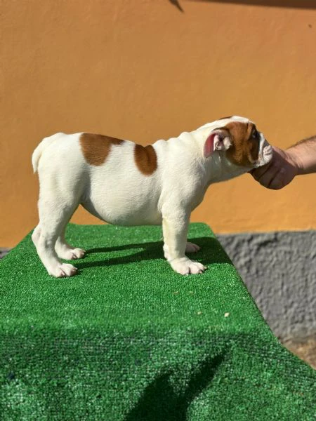 bulldog inglese  | Foto 1