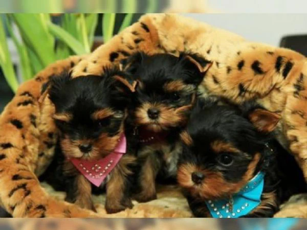 cuccioli di yorkshire terrier