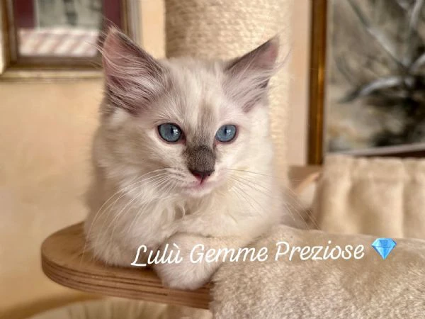 cuccioli ragdoll disponibili | Foto 3