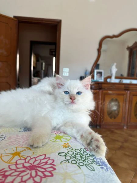 cuccioli ragdoll disponibili | Foto 6